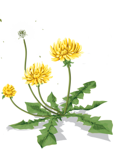 Dandelion PNG-12867